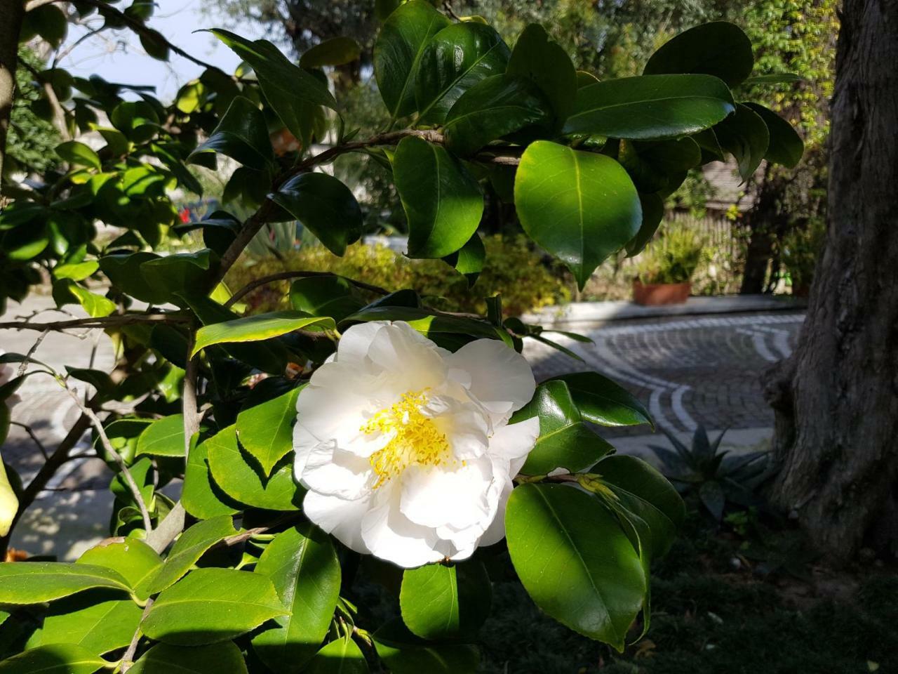 Villa Kalimera Sorrento Buitenkant foto